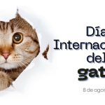 Día_Gato